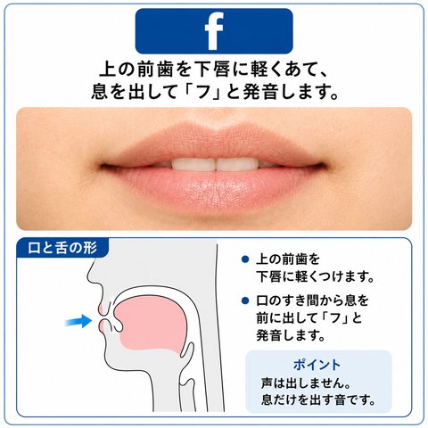 f の発音の図。上の前歯を下唇に軽くつけ、口のすき間から息を前に出して「フ」と発音します。声は出しません。息だけを出す音です。口もとの写真と、口の中の断面図がのっています。