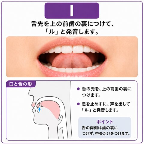 l の発音の図。舌の先を上の前歯の裏につけ、息を止めずに声を出して「ル」と発音します。舌の両側は歯の裏につけず、中央だけをつけます。口もとの写真と、口の中の断面図がのっています。